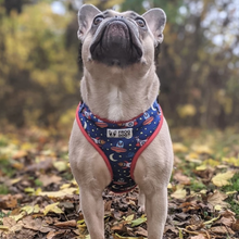 Load image into Gallery viewer, Comfy-Wear Harness - Zoomies - FROG DOG CO.