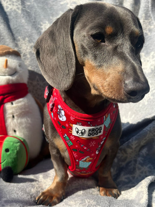 Limited edition Christmas harness