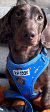 Load image into Gallery viewer, Pole Paw-sition Comfy Fit Walking Bundle – £45 - FROG DOG CO.