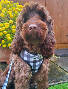 Dog wearing the adjustable check pattern harness with padded breathable interior