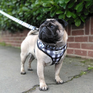 Pug on a walk wearing the FROG DOG CO. adjustable harness with check pattern