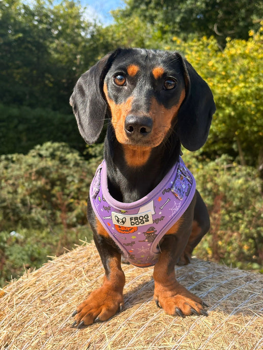 Limited edition Halloween harness