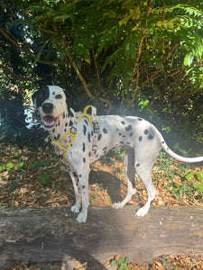 ThreePoint Trail Harness - FROG DOG CO.