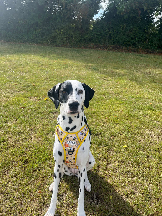 ThreePoint Trail Harness - FROG DOG CO.