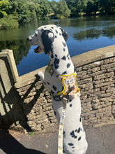 Load image into Gallery viewer, ThreePoint Trail Harness - FROG DOG CO.