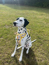 Load image into Gallery viewer, ThreePoint Trail Harness - FROG DOG CO.