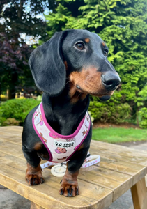 Comfy-Wear Harness - Puppuccino - FROG DOG CO.