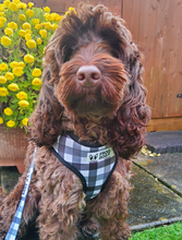 Load image into Gallery viewer, Comfy-Wear Harness &amp; Lead Set - Check Me Out - FROG DOG CO.